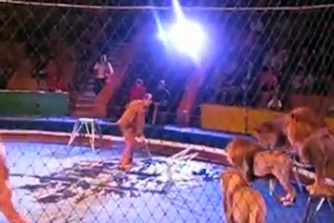 lions attack people Animal Video