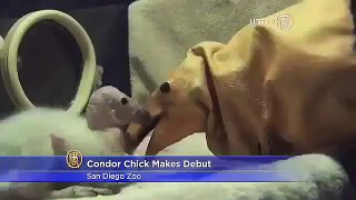 Condor Chick Baby Makes Debut  Best Wild Animal Videos