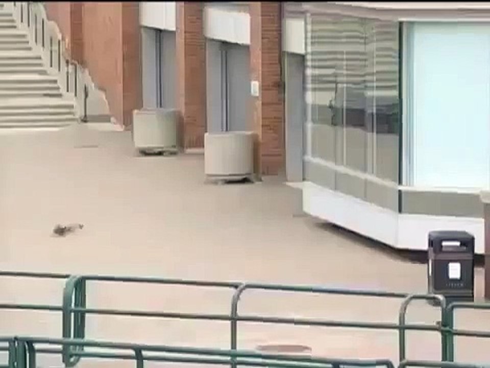 Ducks blown off their feet by the wind Best Wild Animal Videos