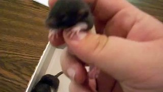 Rat Babies, 14 Days Old