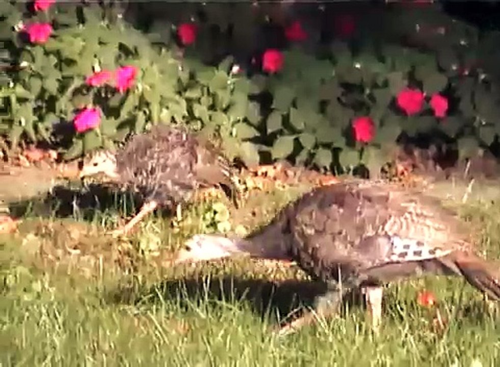 Turkeys in Newton, MA