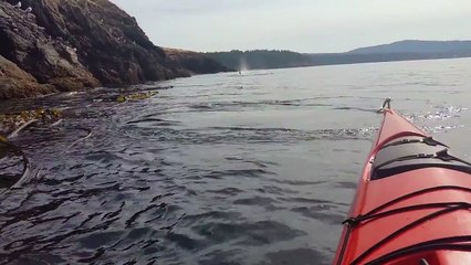 KILLER WHALES  1 OF THE MOST UNREAL ENCOUNTERS ON KAYAK.