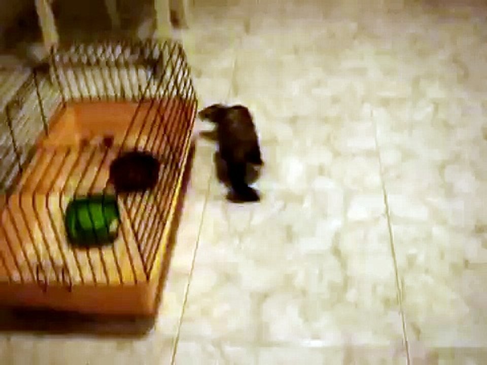 el huron mas inteligente del mundo