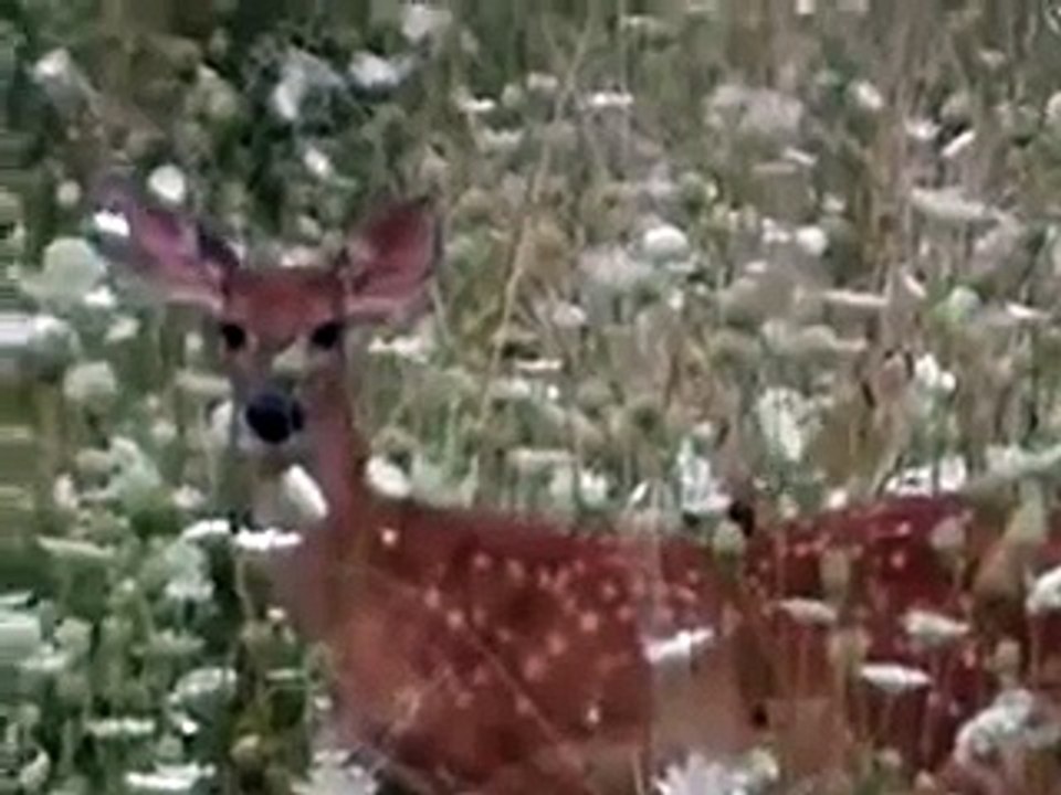 Very Rare View-Doe Nurse 2 Fawns, Piebald Deer, Big Bucks