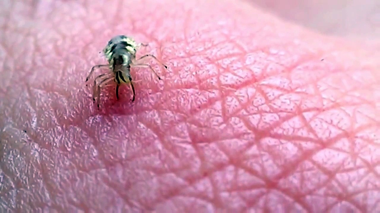 Lacewing larva