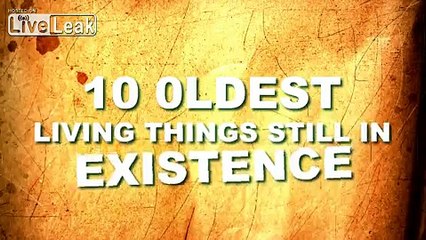10 Oldest Living Things Still in Existence - Ranker.com
