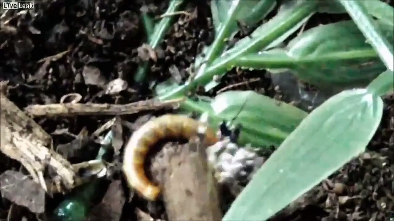 Böcekler Nasıl Avlanır (HD Video)