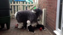 Cherryrow's Old English Sheepdog Puppies 41/2 weeks old, 1st outing, 24/10/12 Pt2