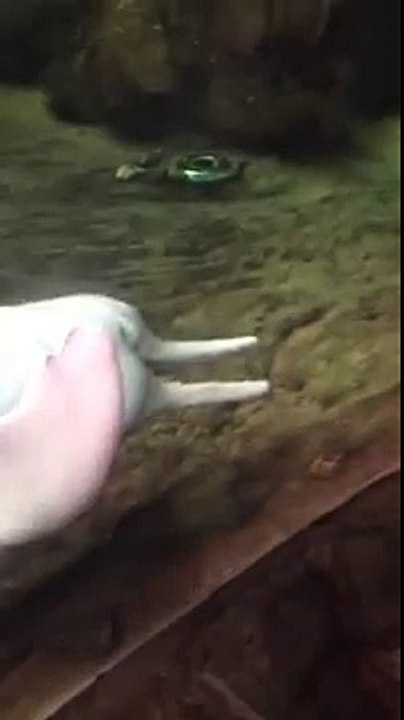 Dolphin Makes Love To a Headless Fish Carcass