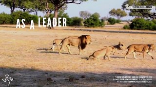 planetG - Animal Planet  - RIP Cecil The Lion