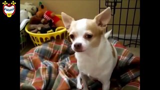 Funny dog - Funny dogs videos - funny dogs and cats - Funny Dogs Compilation 2015