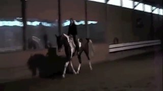 Jack, Half-Arabian Horse For Sale