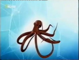 Tirosinasa: La tinta de los pulpos