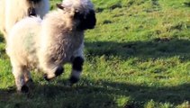Valais Blacknose Sheep/Blacknose Beauty
