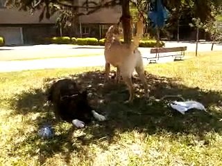American, Labrador e Pastor Belga (Matilha tomando um sol)