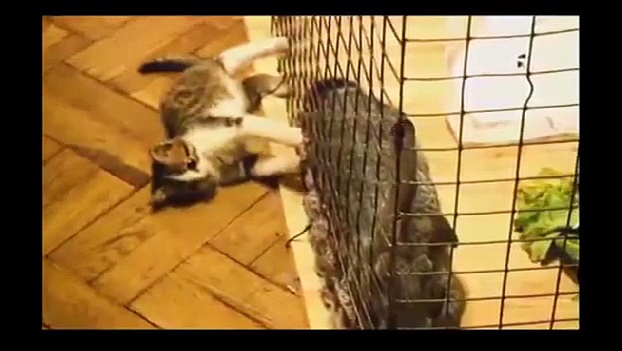 Animals making funny sounds and noises - Funny animal compilation