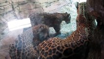 Jaguar Cubs at Woodland Park Zoo