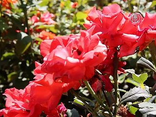 Как несколько фото изменили жизнь таджикской девушки