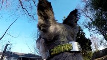 Tips for Dog GoPro Videos and Mount