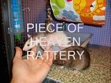 Rat Tricks - Trucos de nuestras ratas: Piece of heaven rattery Spain.