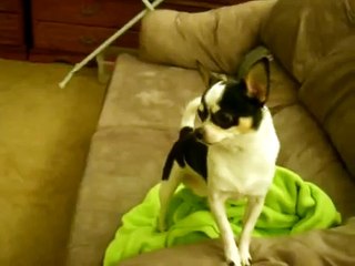 Doberman attacking Chihuahua