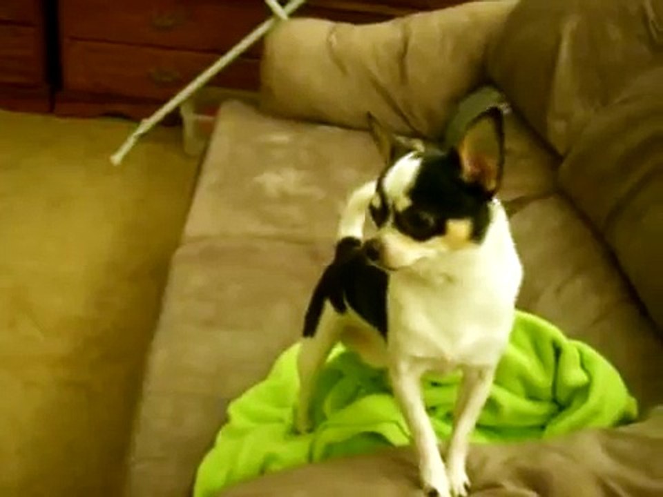 Doberman attacking Chihuahua