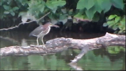 Heron Fishes, Mallards Dabble