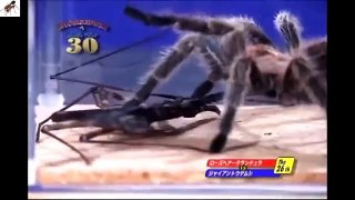 Tarantula VS Tailless Whip Scorpion (Damon Diadema)