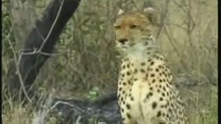 WE/Djuma Cheetah