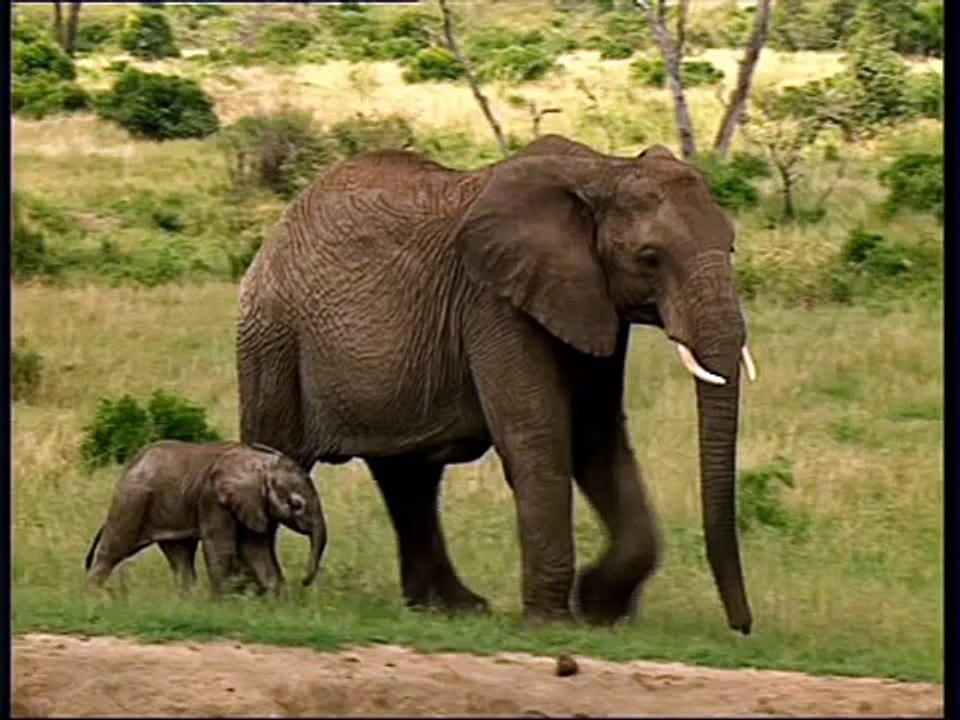 Africa part one.