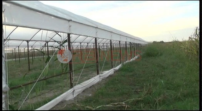 Vlorë, zbulohet sera ku thahej kanabis sativa, asgjesohen 2 mijë bimë- Ora News- Lajmi i fundit-