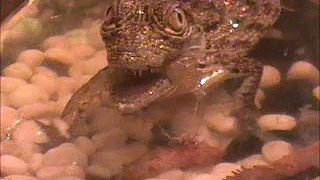 Baby Nile croc eats live shrimp