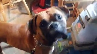Rocky the Boxer Playing in the Snow (Rocky's Christmas Video!) 12/12/2010