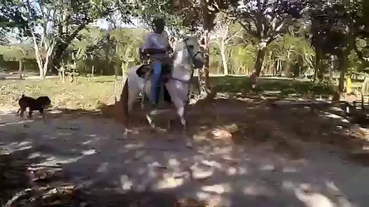 Lipizano en 1/4 de milla!