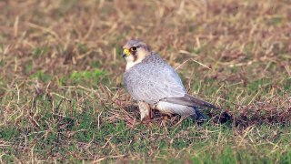 Barbary Falcon (Red-Naped Shaheen) - Devouring Prey