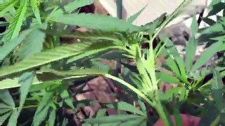 Cannabis Outdoor 2015 Day 51