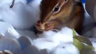 Squirrel Interferes with Filming of Chipmunk