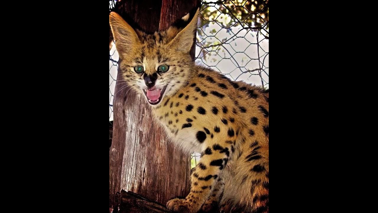 Chipembele's Rescued Animals