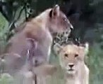 Lion attack. lion vs Giraffe Lion KILLS Giraffe [documentary]