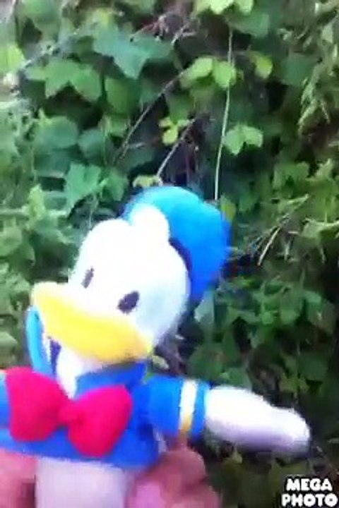 Donald duck en de mysterieuze berg