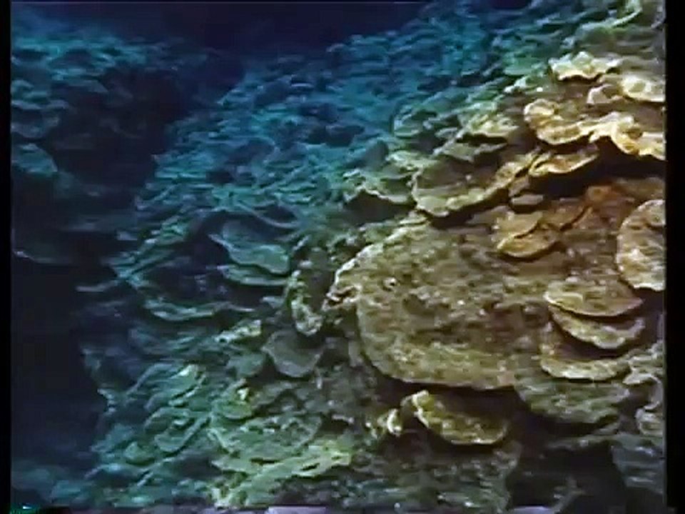 الشعب المرجانية  جزء 1