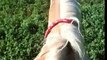 Free or Freestyle riding on Horseback - Riding with No Reins - Rick Gore Horsemanship