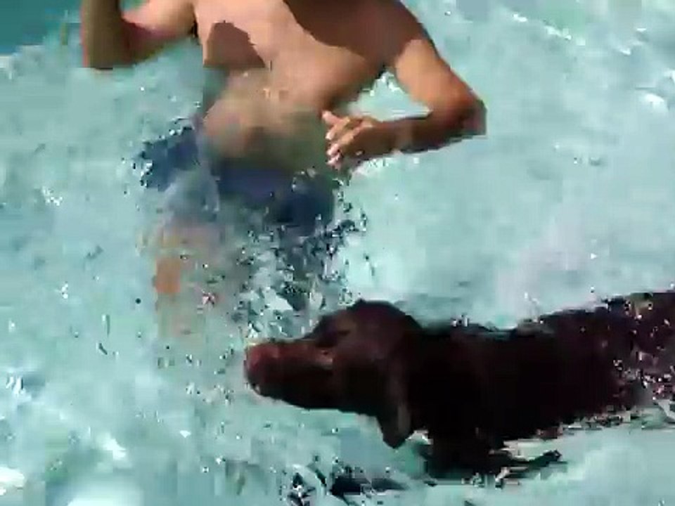 Enzo the Scuba Dog