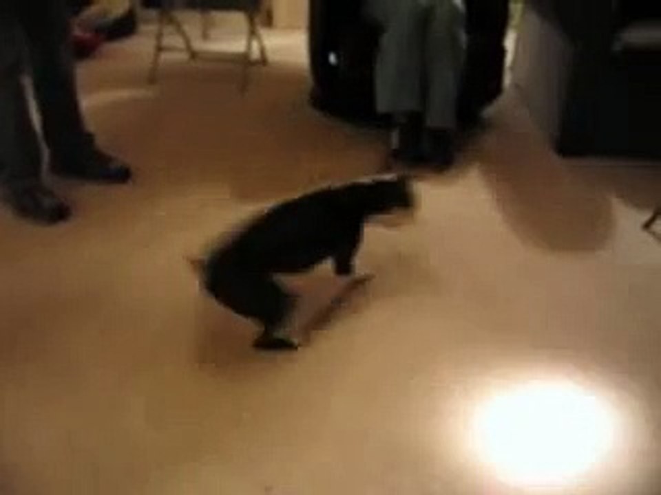 Wilson the Dog 5