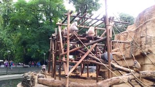 Arabian or Hamadryas Baboon Monkeys (Papio hamadryas) at the Kölner Zoo, Köln, Germany