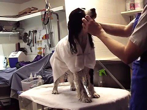 English Springer Spaniel Grooming Part 1