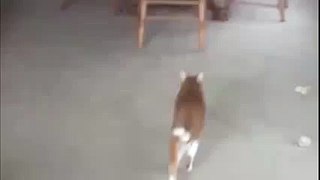 Puppy tips over fat cat Funny Animals