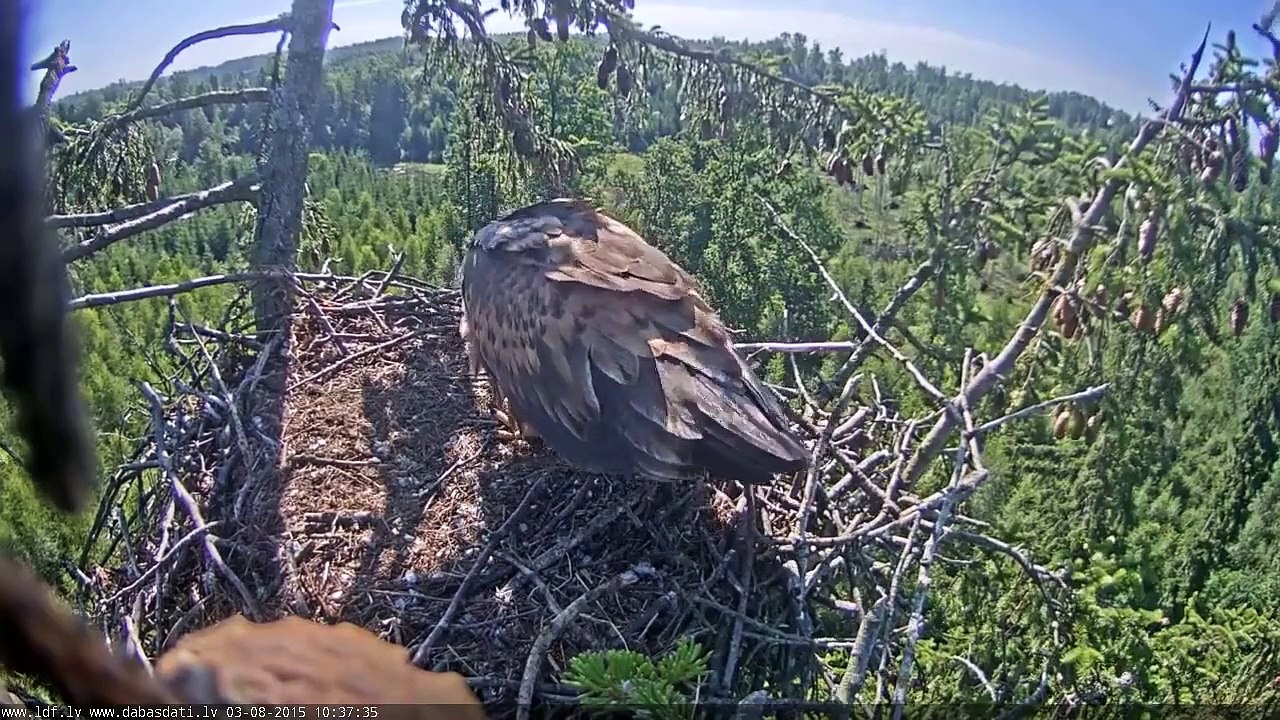 2015 08 03 10h36m54s juras erglis EagletScreamingInFemaleFliesByWithFishEagletOutFemaleBringsFishEag