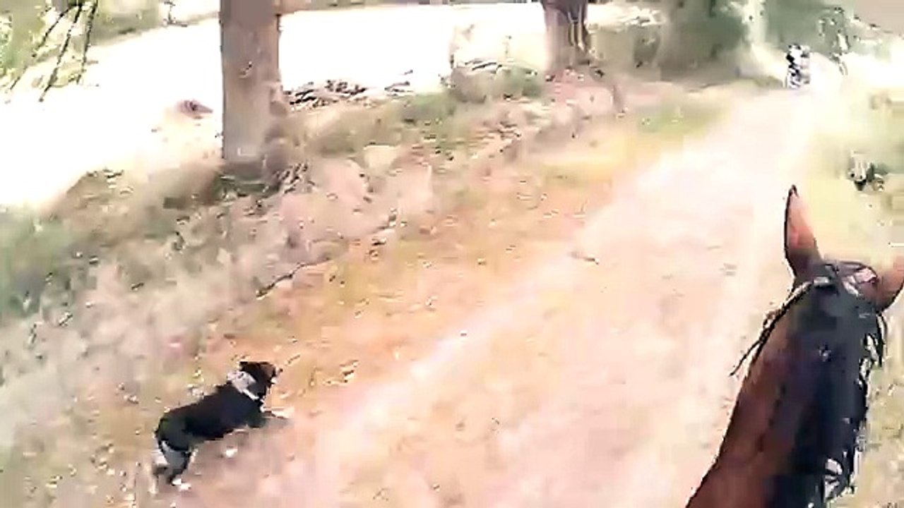 Eva la border collie