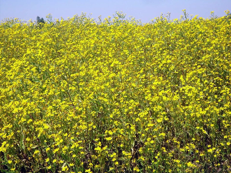 Ethiopian New Year 2008
